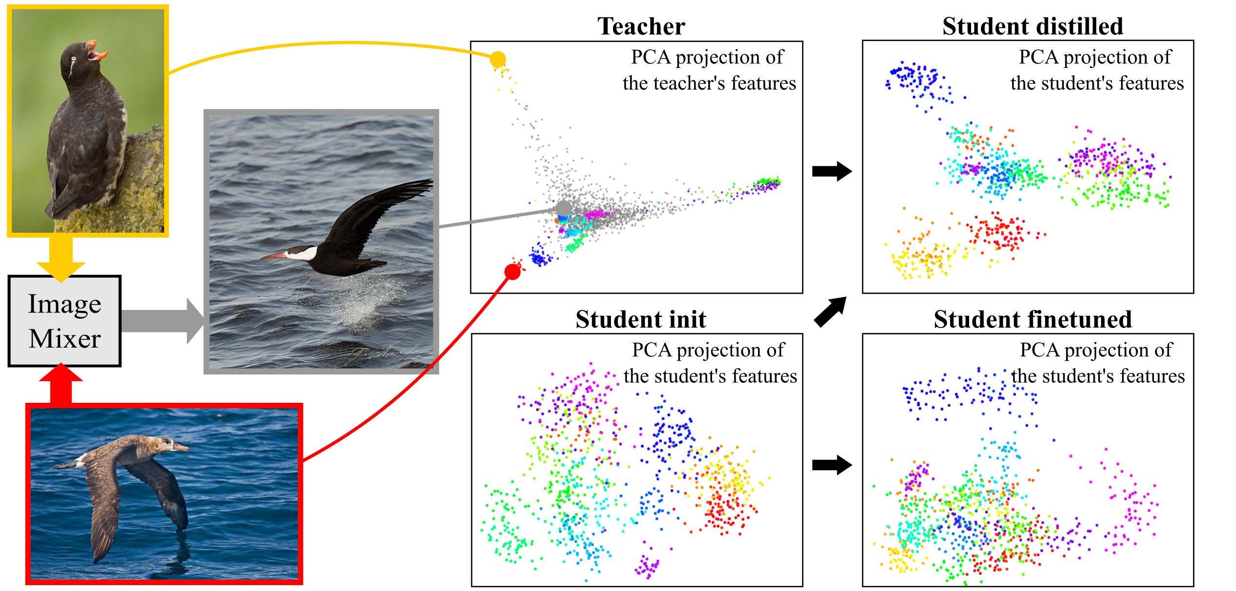 PCA of image features for 30 classes of the CUB Bird dataset. Distilling a large pretrained teacher (top, left) to train a small task-specific student model (top, right) results in a better clustering of the representations compared to simply finetuning the student on the task (bottom, right). Distillation can be improved by using a Mixup-inspired class-agnostic data augmentation based on Stable Diffusion (grey features in teacher plot).