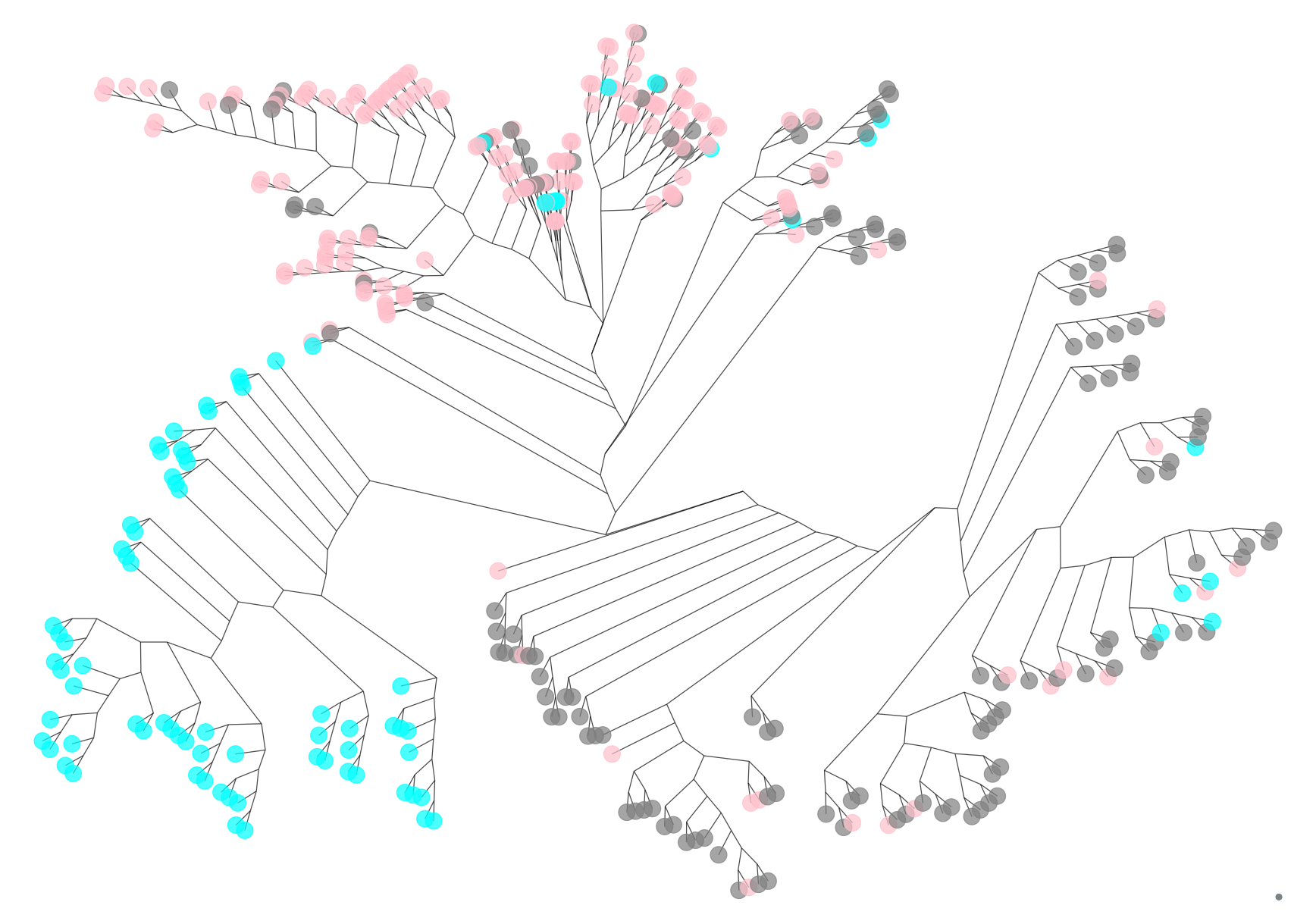 Phylogenetic tree reconstruction, colored by the three main cell types.